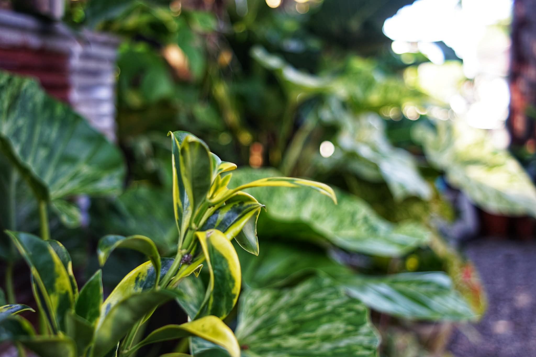 PENTACON PRAKTICAR 28MM.F2.8 MC PB MOUNT