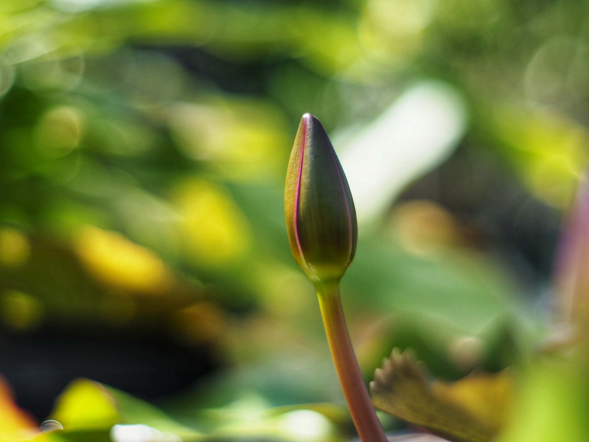 MINOLTA MD 50MM.F1.7 MD MOUNT