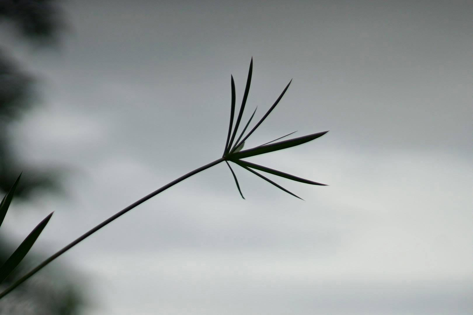 TAKUMAR 105MM.F2.8 M42 MOUNT