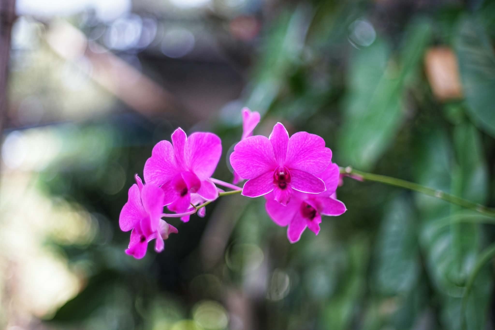 CANON LENS EX 50MM.F1.8 MODIFIED M39 MOUNT