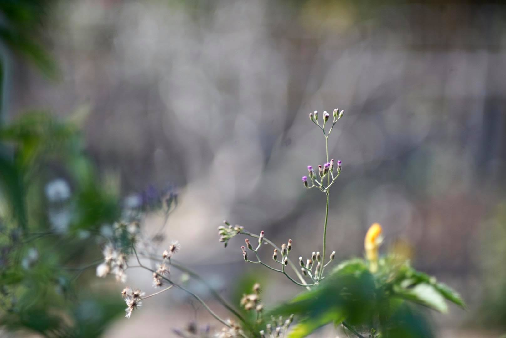 KONICA HEXANON 135MM. F3.5 AR MOUNT