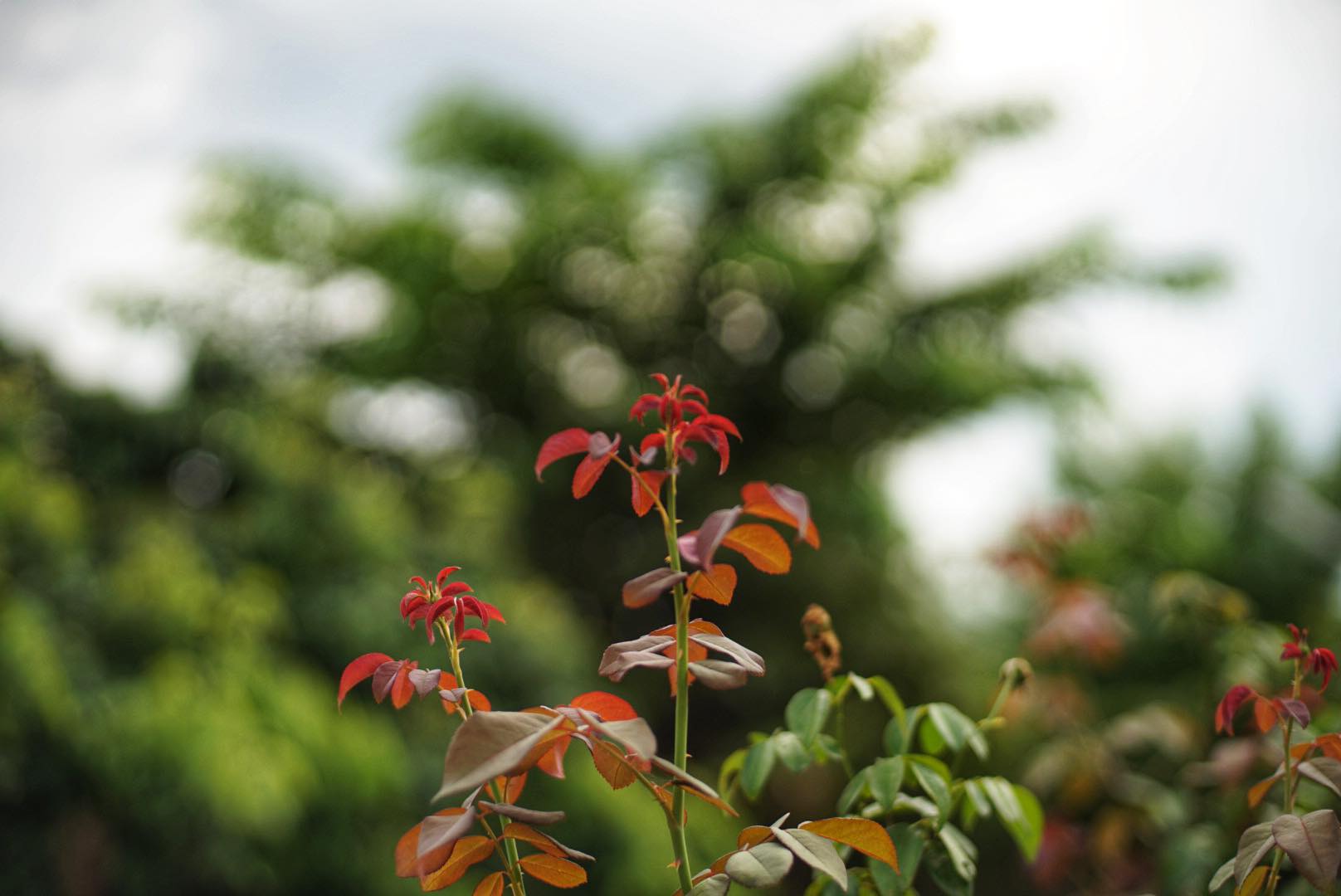 NIKON AF NIKKOR 50MM.F1.4D AIS MOUNT(NO.5)