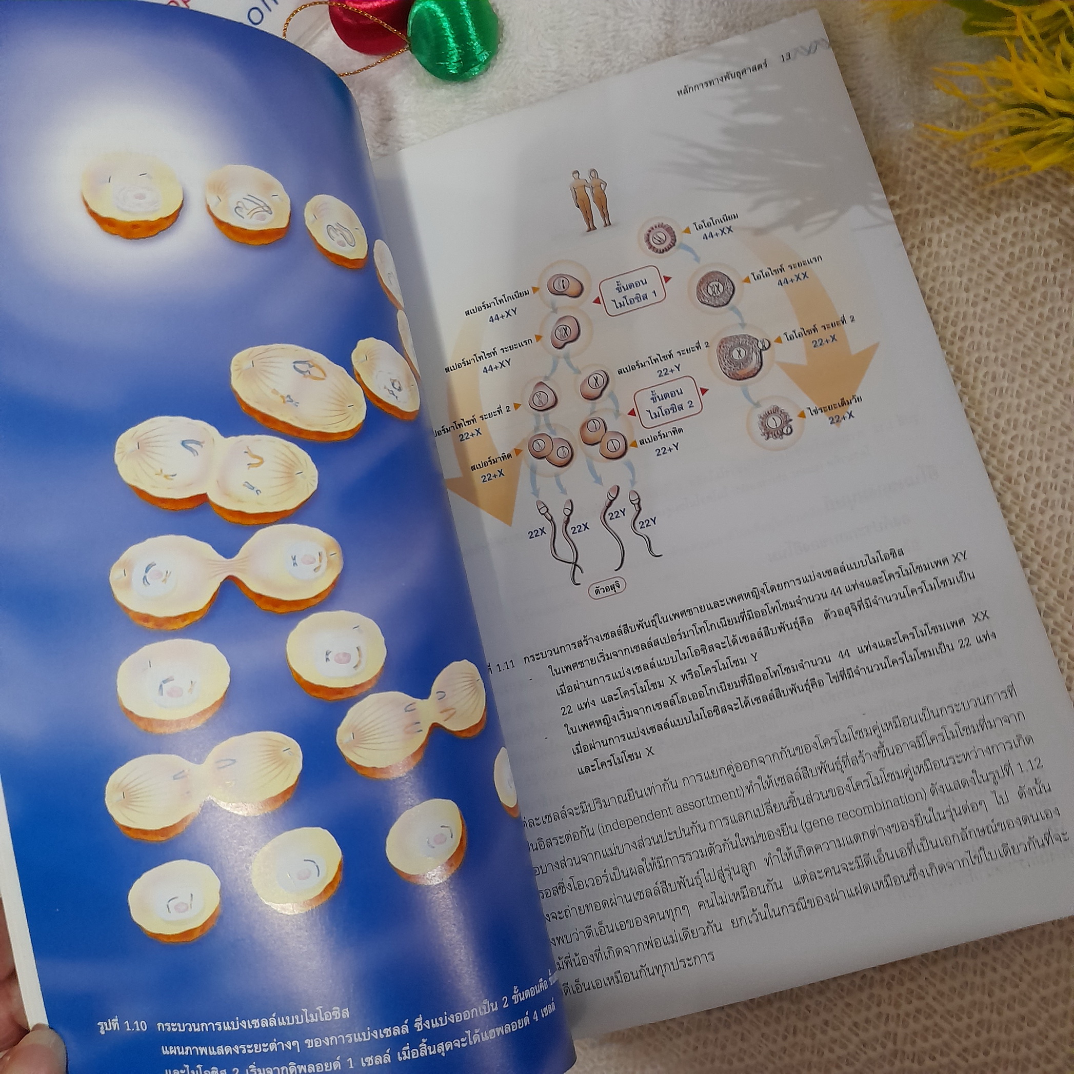 ลายพิมพ์ดีเอ็นเอ จากสารพันธุกรรมสู่เทคโนโลยีพิสูจน์บุคคล