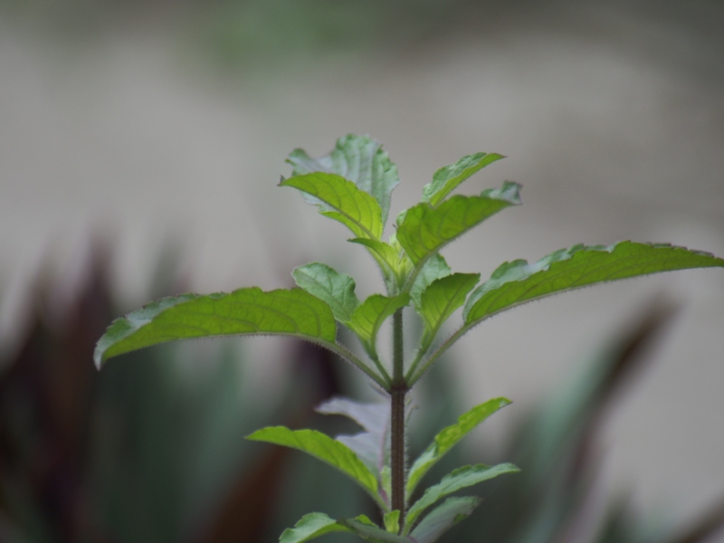 SIGMA 70-300MM.F4-5.6 DL MACRO CANON EF MOUNT