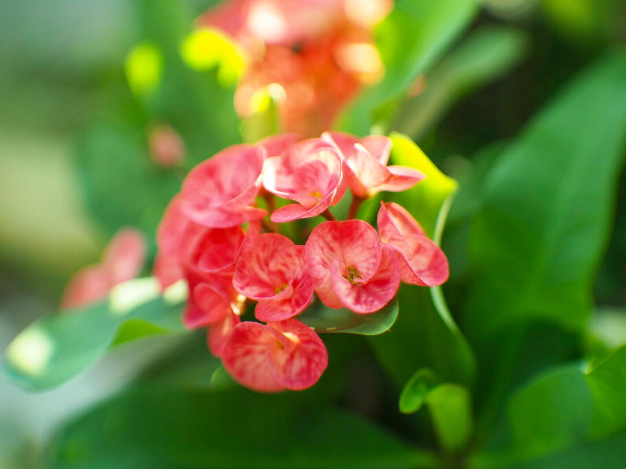 16KP-50MM.F1.2 MODIFLY M4/3 MOUNT