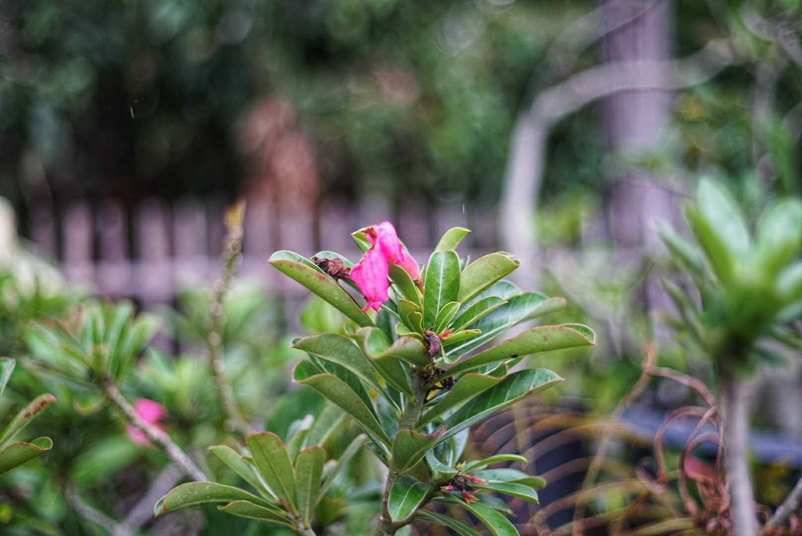 YASHICA COLOR YASHINON-DX 45MM.F1.7 MODIFIED M39 MOUNT