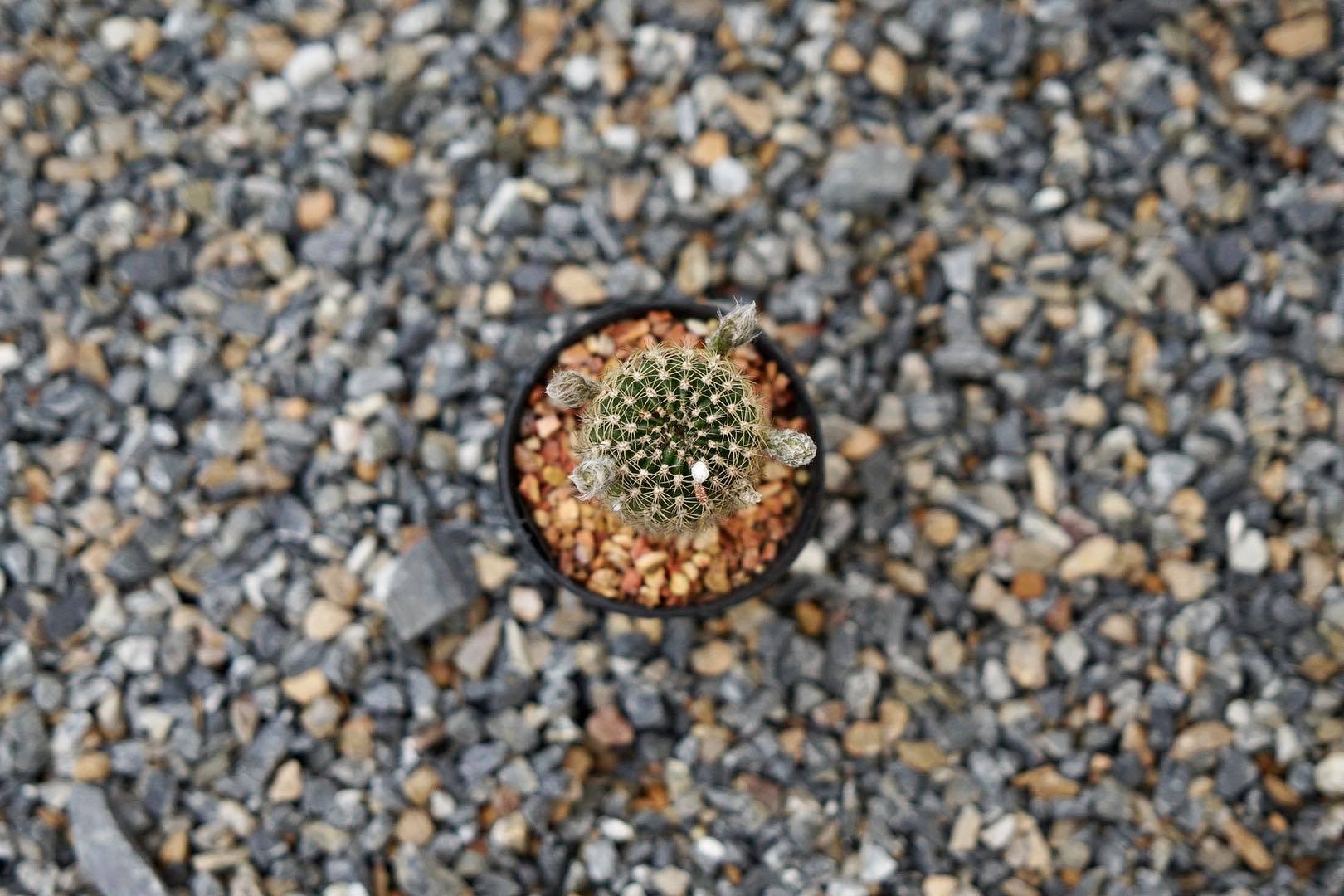 NIKON EL 50MM.F2.8 FOR SONY E MOUNT