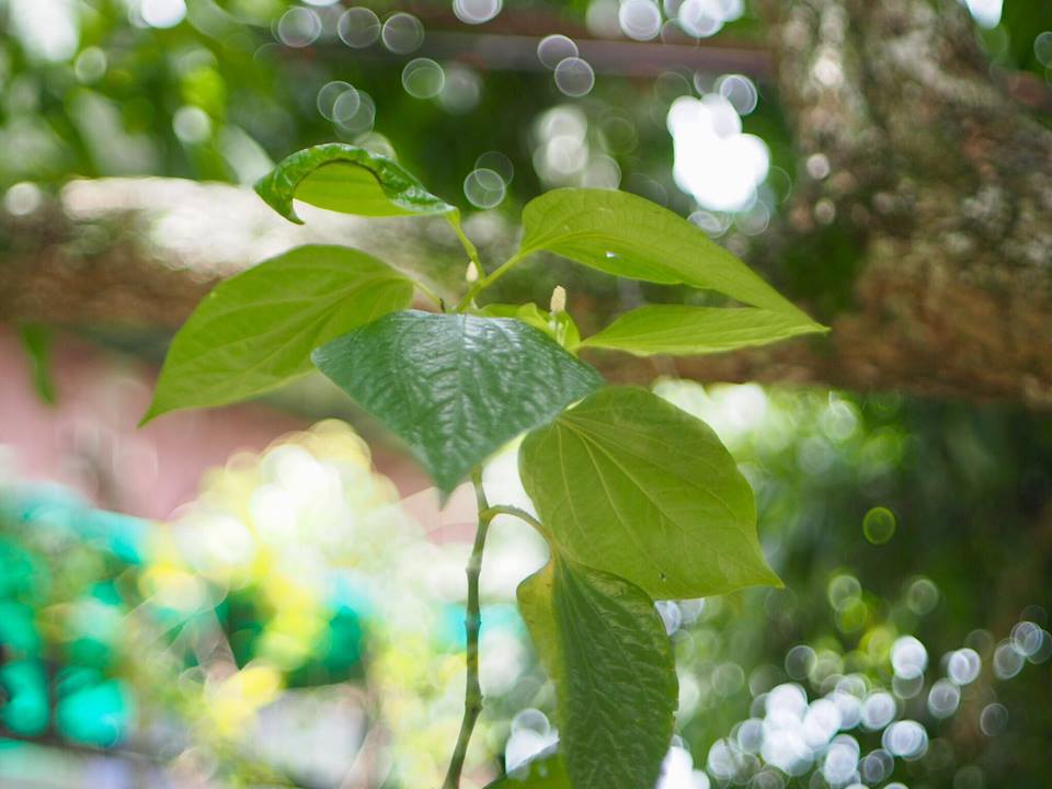 MINOLTA ROKKOR-QF 40MM.F1.7 MODIFLY M4/3 MOUNT