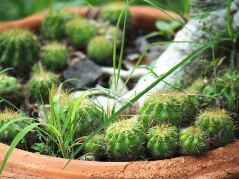 SIGMA 70-300MM.F4-5.6 DL MACRO CANON EF MOUNT