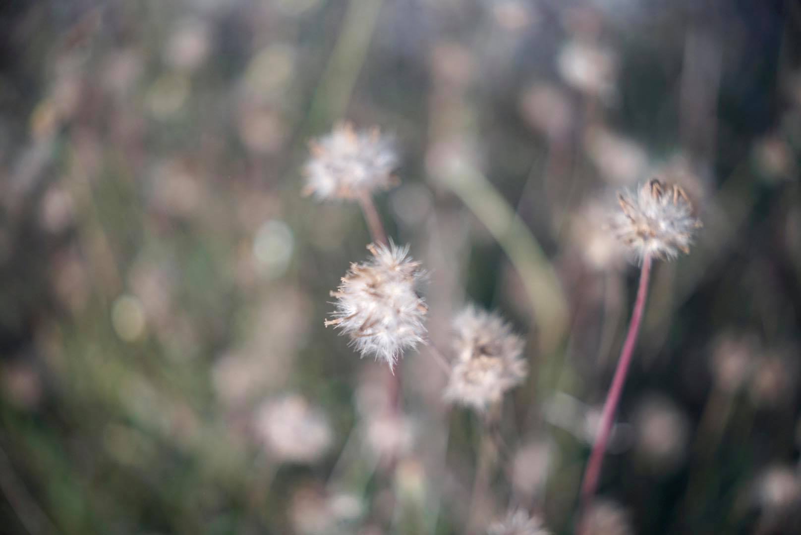 AGFA COLOR-AGOMAR 45MM.F2.8 MODIFIED SONY E MOUNT