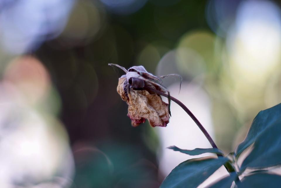 Super-takumar 55mm. F1.8 M42 mount