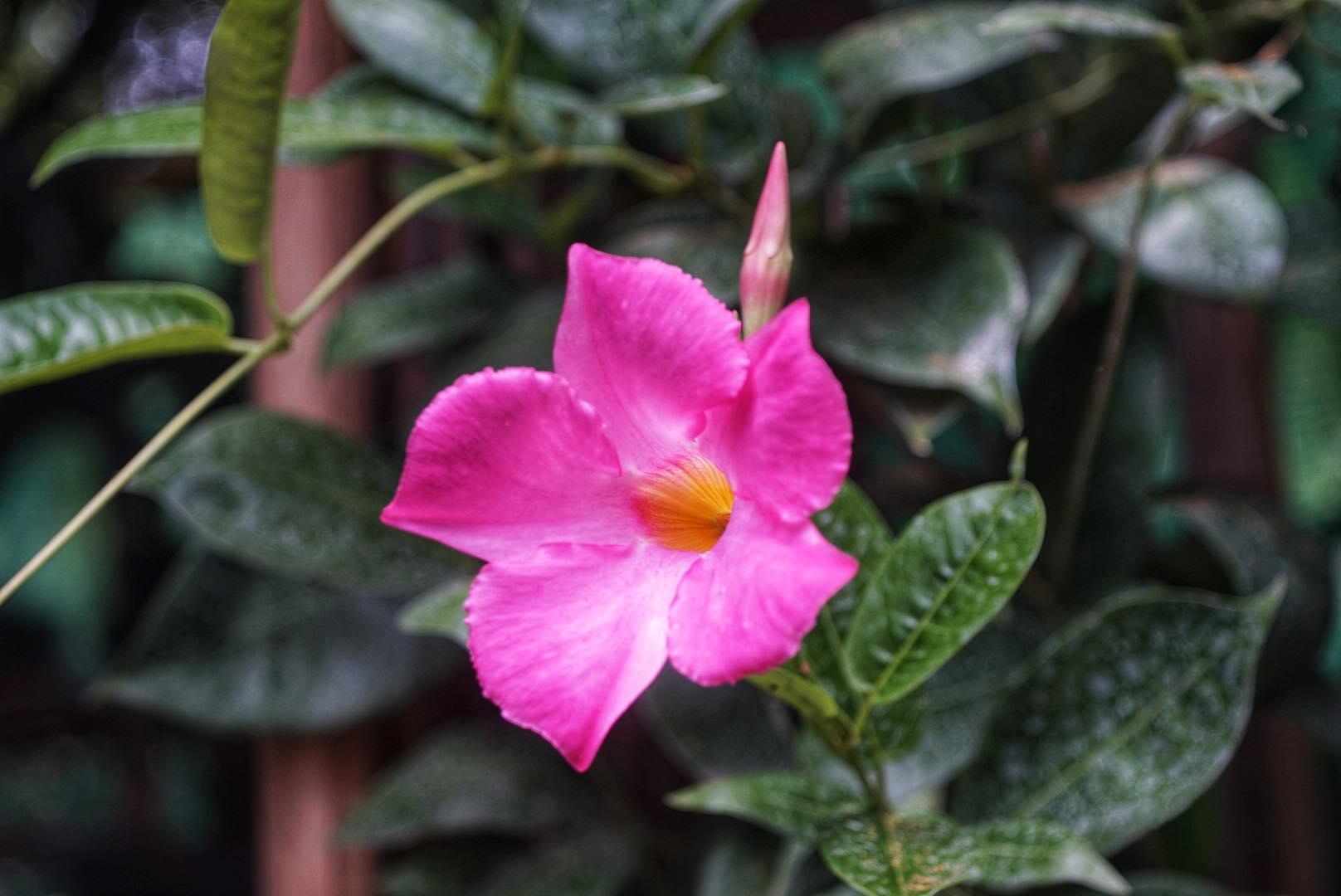 NIKON EL-NIKKOR 50MM.F4 MODIFIED SONY E MOUNT