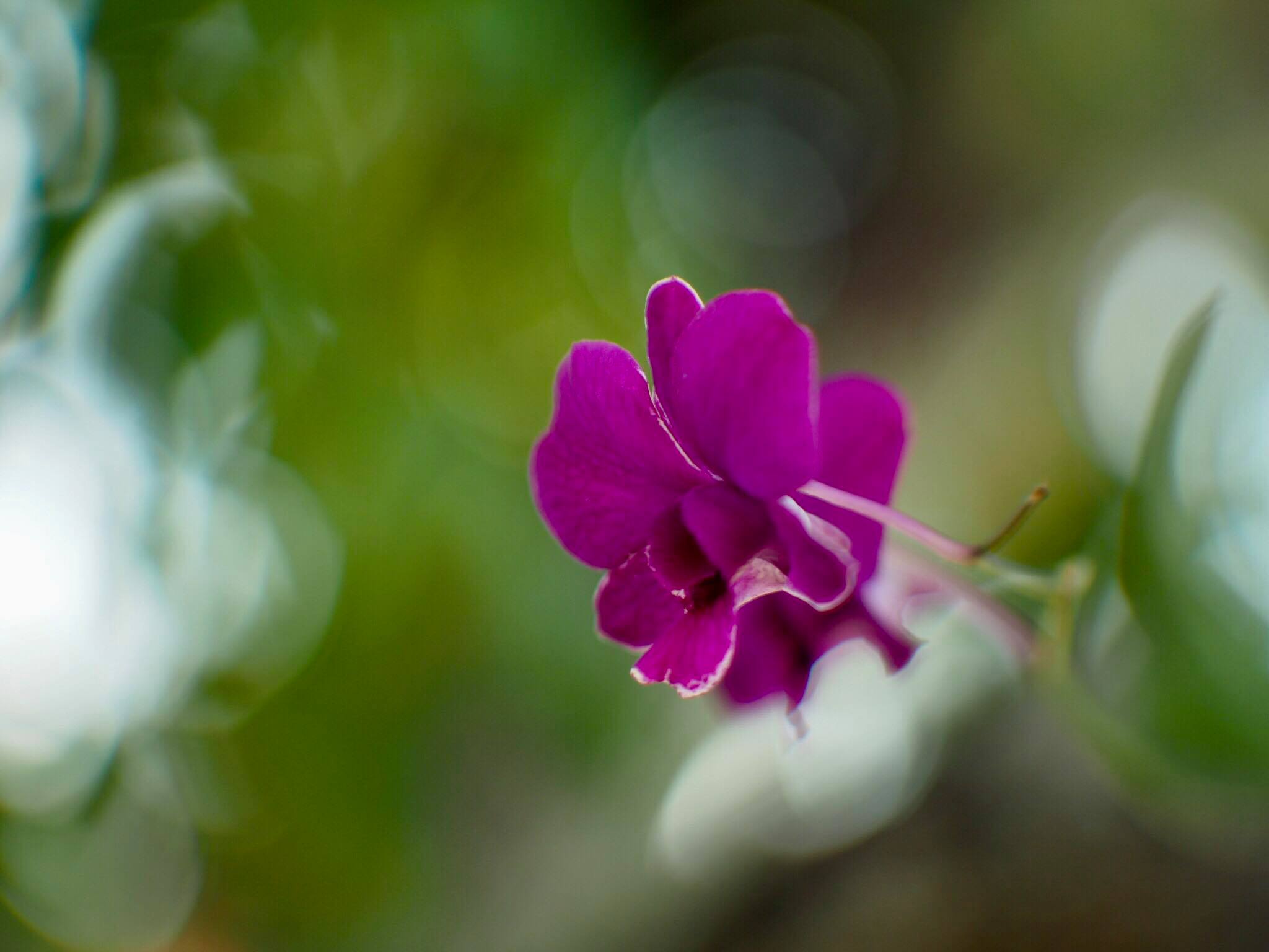 16KP-50MM.F1.2 MODIFLY M4/3 MOUNT