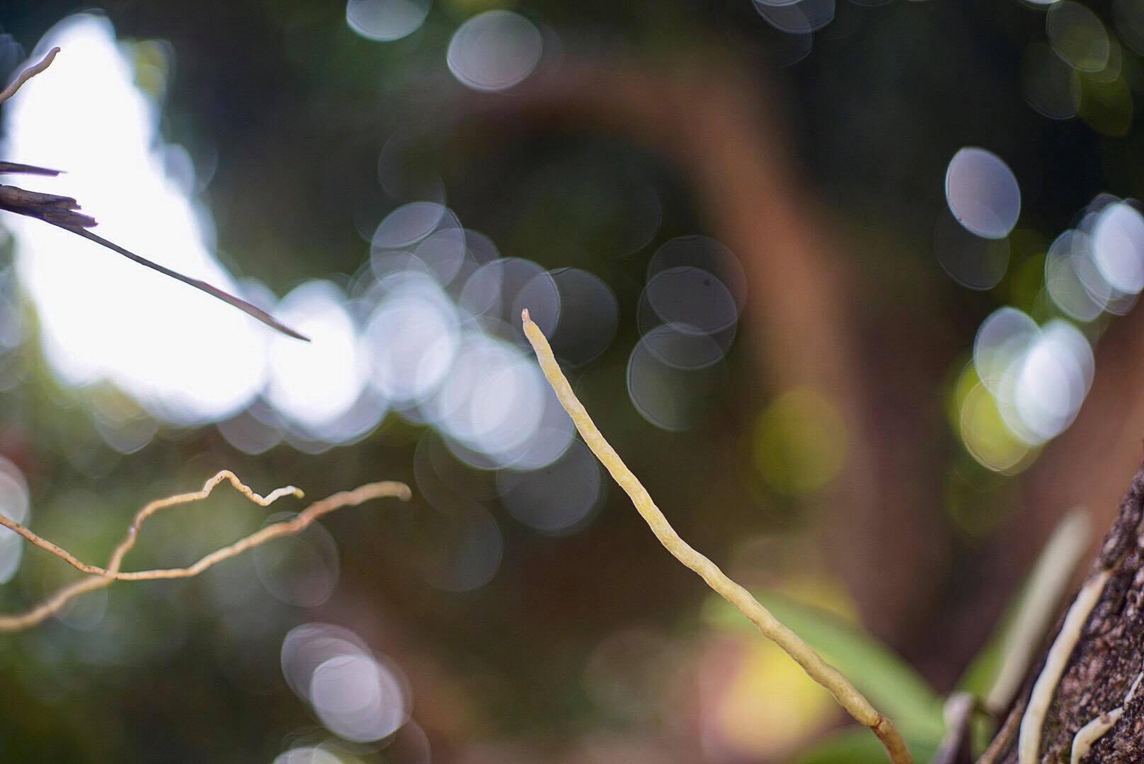 CANON LENS EX 50MM.F1.8 MODIFY M39 MOUNT