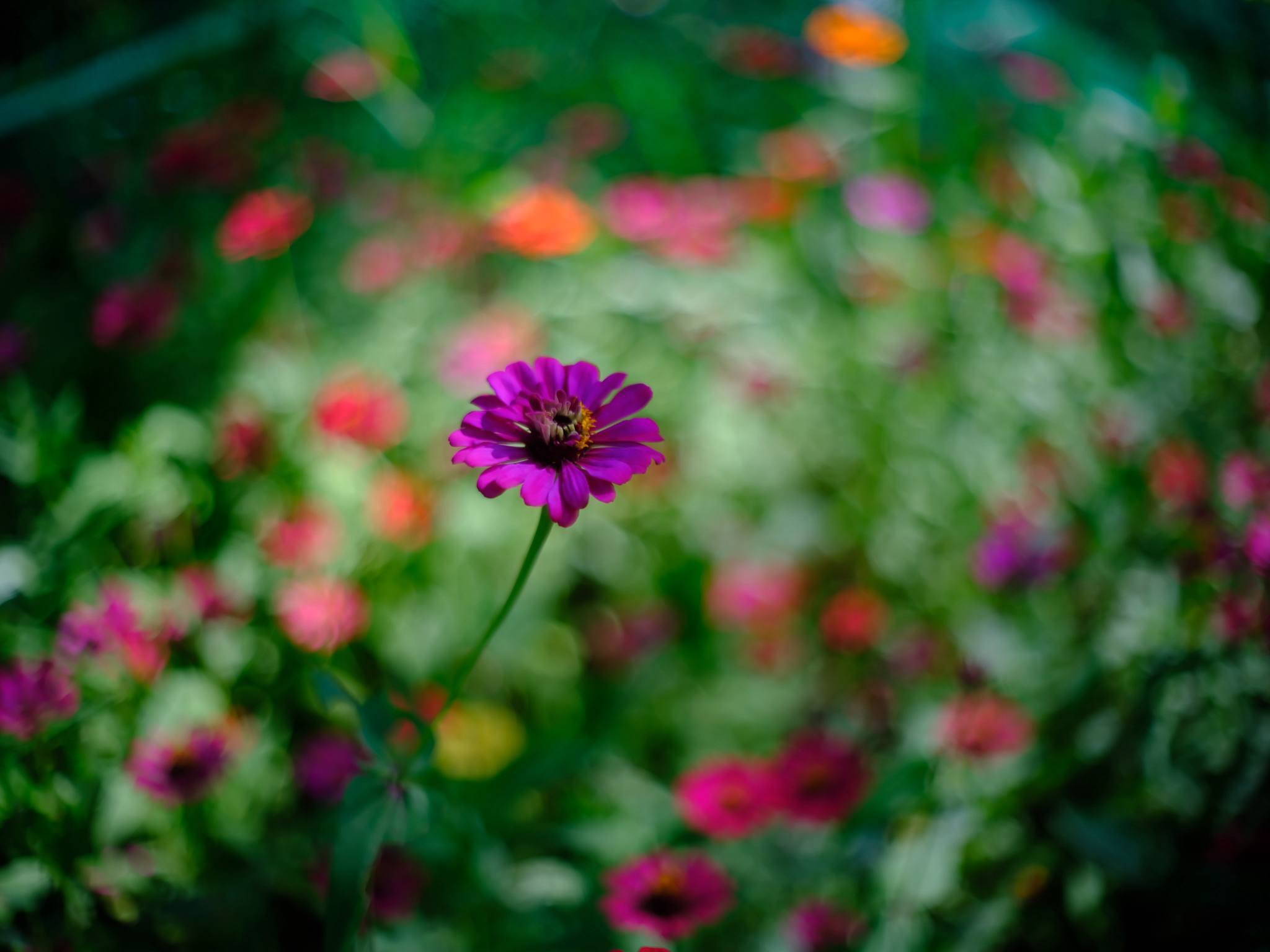 PENTACON AUTO 50MM.F1.8 MULTI COATING M42 MOUNT