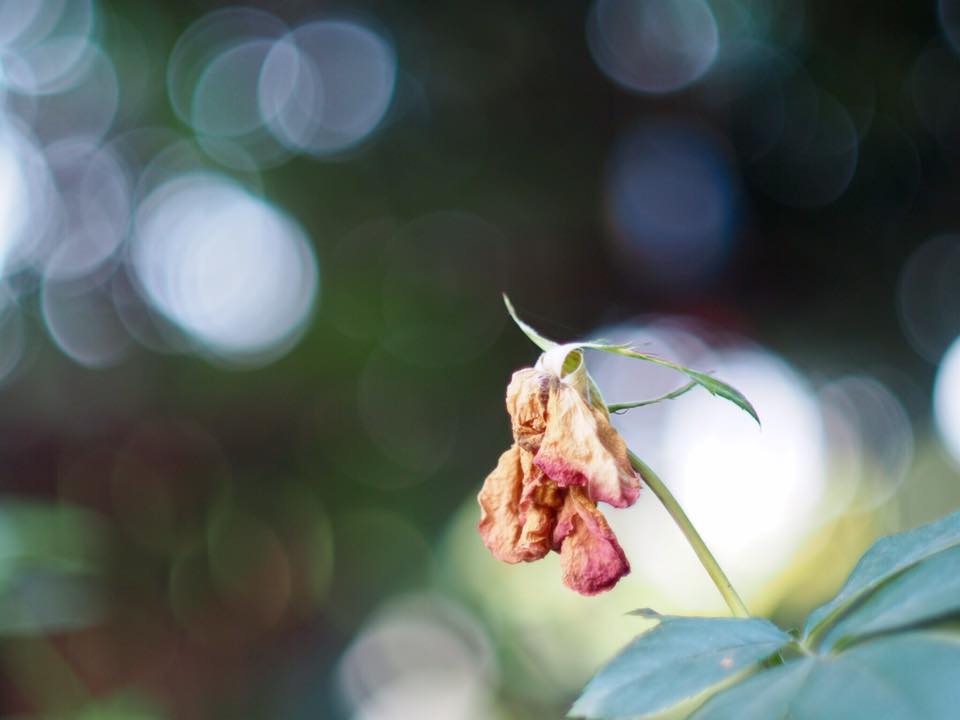 MINOLTA MC ROKKOR-X PG 50MM. F1.4 MD MOUNT