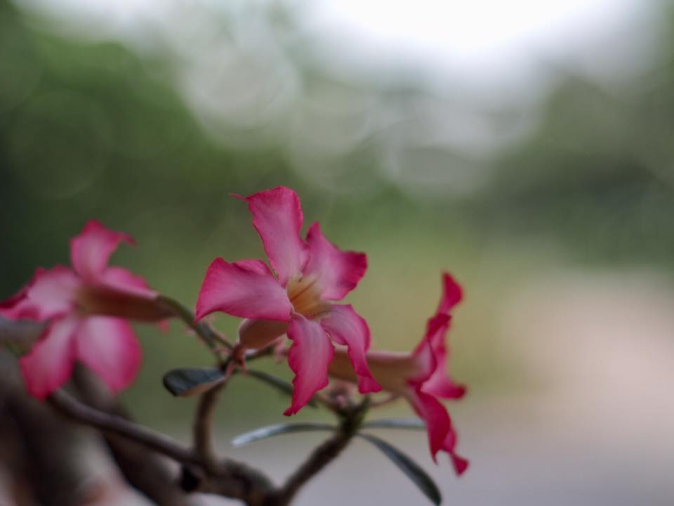 MINOLTA MC ROKKOR PF 58MM. F1.4 MD MOUNT