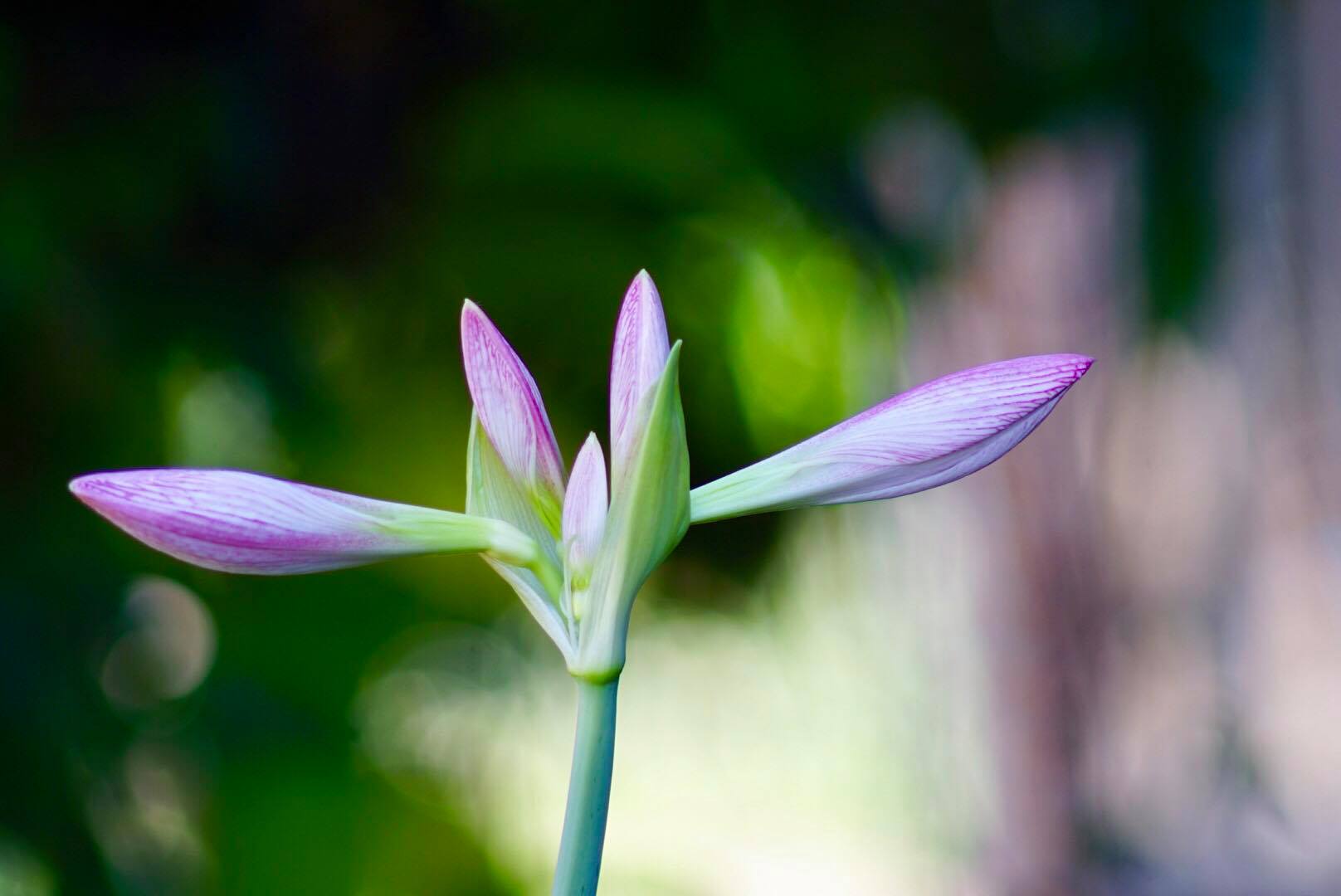 SMC PENTAX-M 200MM.F4 PK MOUNT