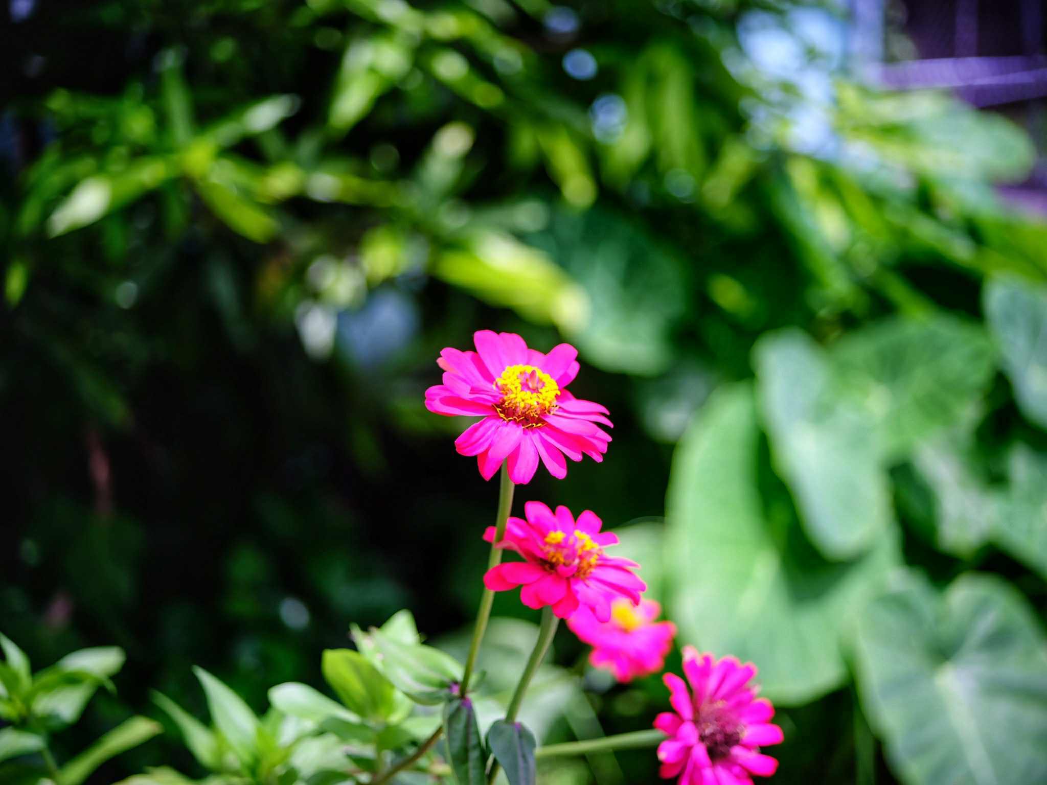 NIKON AF NIKKOR 28-70MM.F3.5-4.5D MACRO NIKON AIS MOUNT