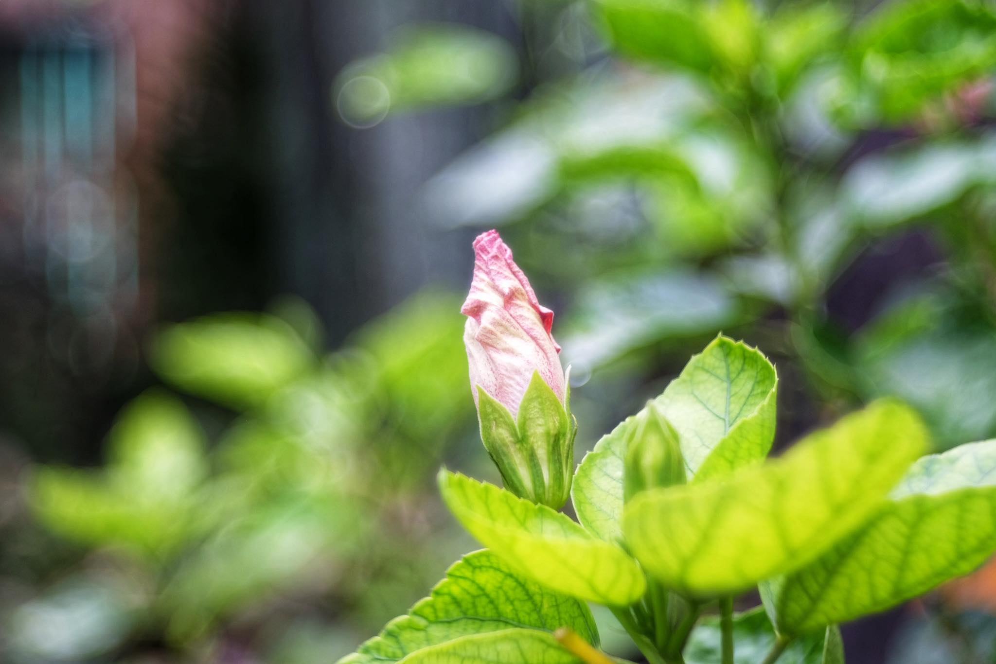 CANON LENS P 50MM.F2.5 MODIFIED M42 MOUNT