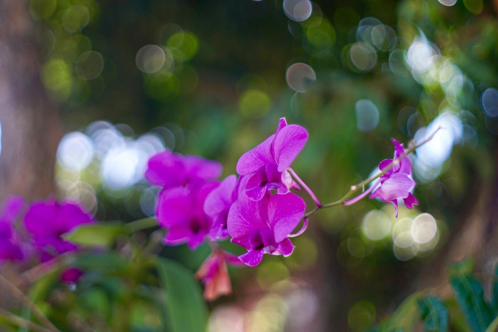 KONISHIROKU HEXANON 47MM.F1.9 E MOUNT