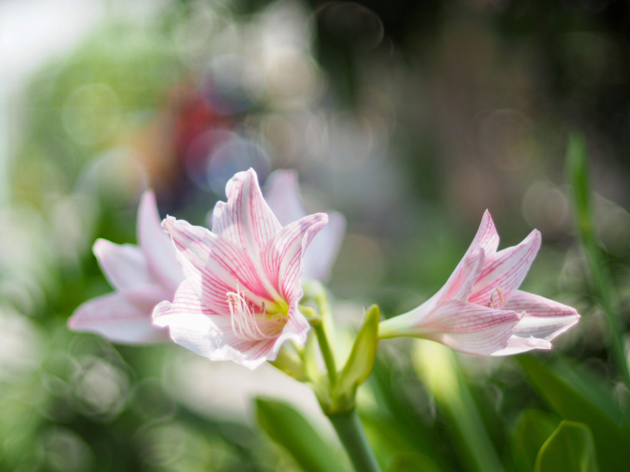 NIKKOR-S AUTO 50MM.F1.4 NON AI