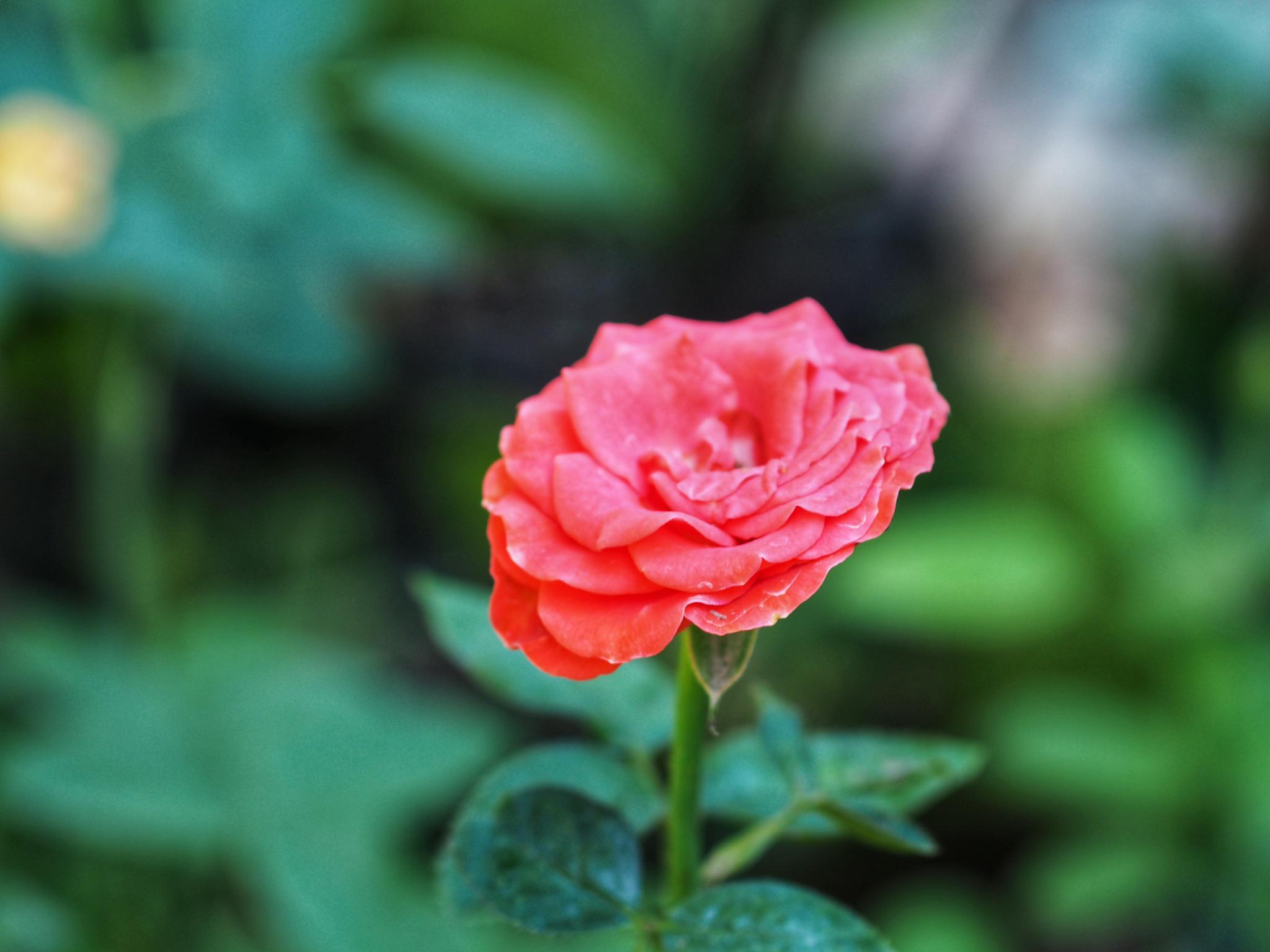 NIKON MICRO-NIKKOR 55MM.F3.5 AI MOUNT