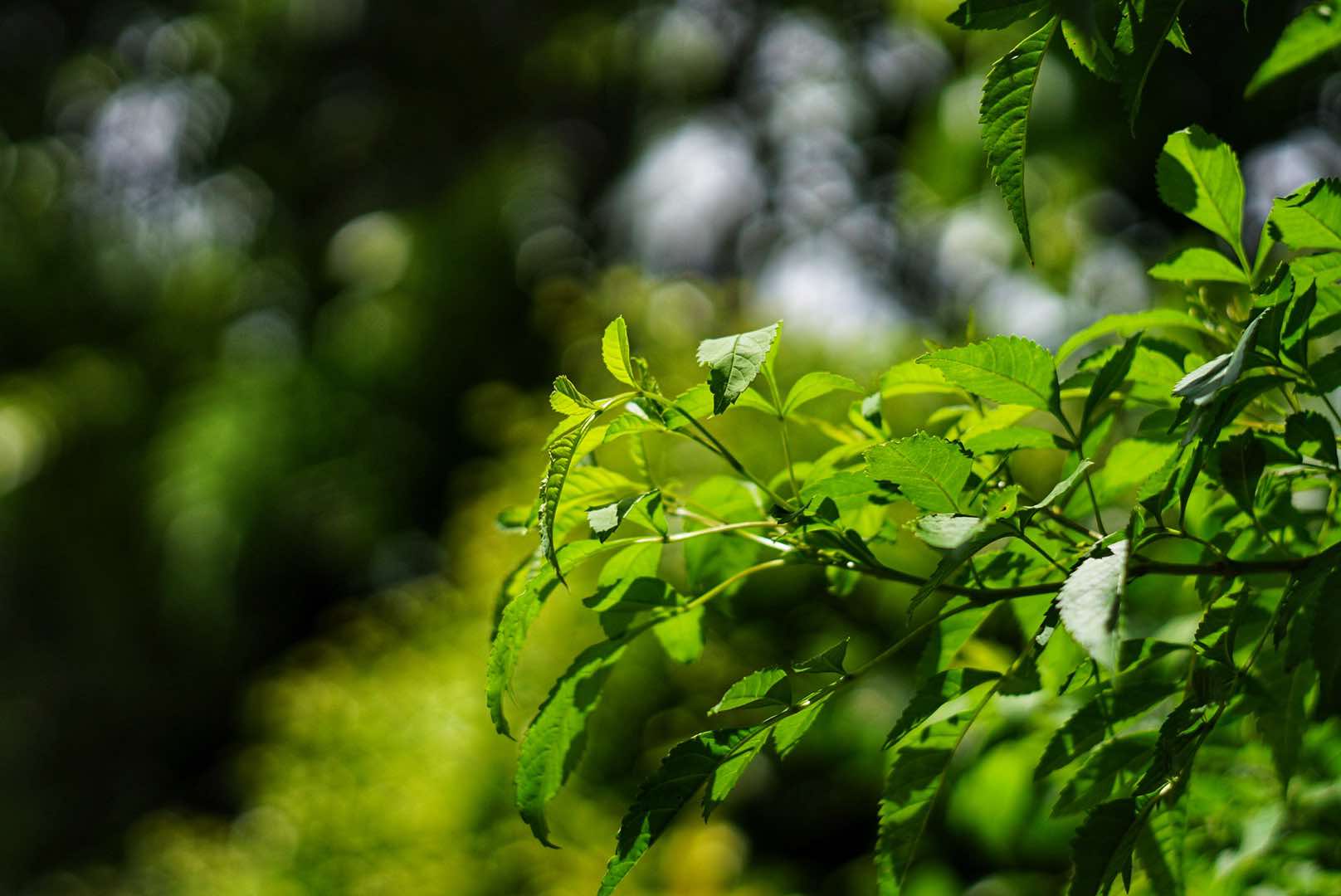 SUPER TAKUMAR 55MM.F2 M42 MOUNT