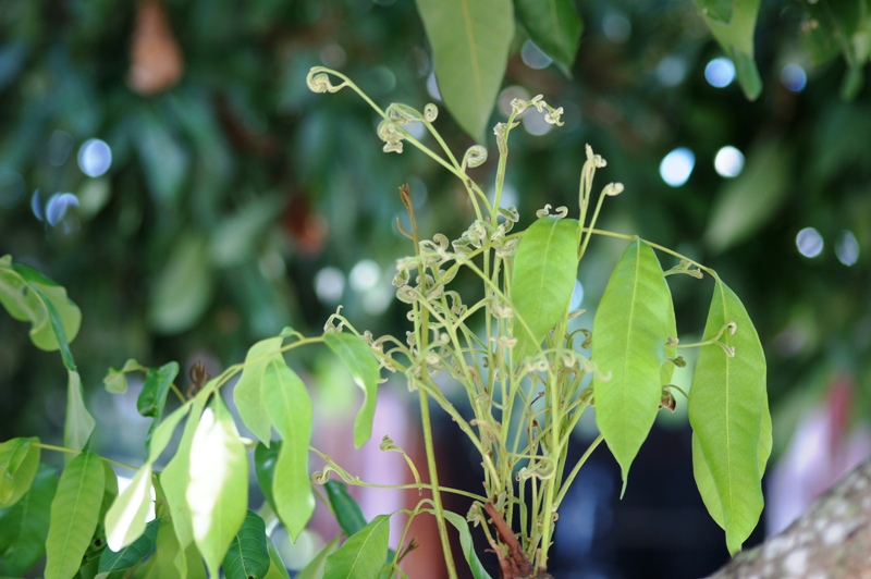 SIGMA 70-300MM.F4-5.6 DL MACRO SUPER PK(AF) MOUNT