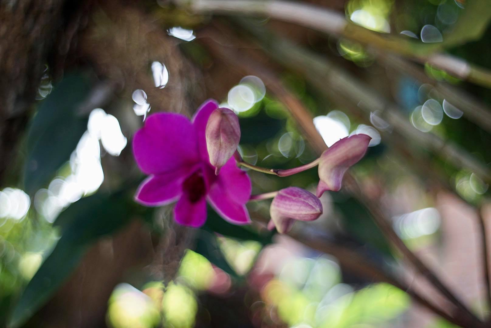 PENTACON AUTO 29MM.F2.8 MC. M42 MOUNT