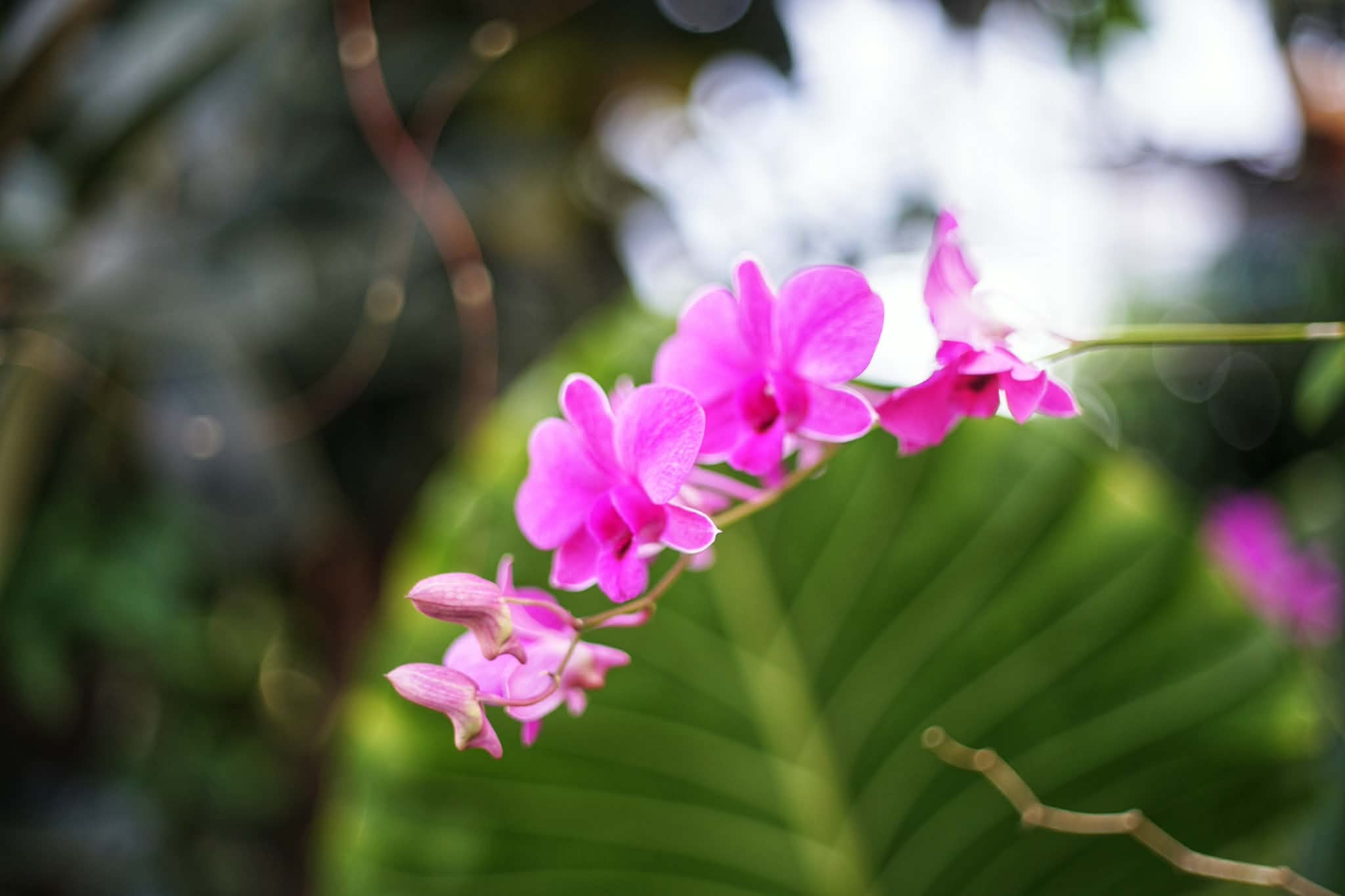 CANON LENS EX 50MM.F1.8 MODIFIED M39 MOUNT