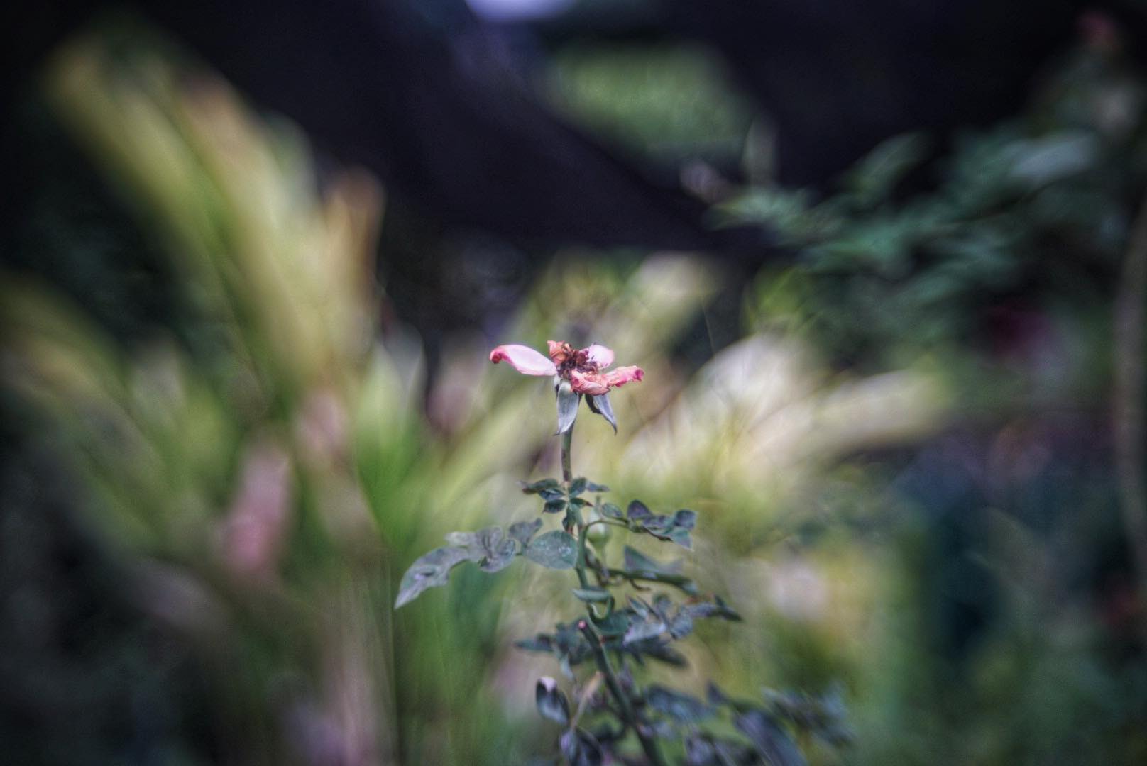 CC.PETRI 45MM.F1.8 MODIFIED M39 MOUNT(COUPLING)