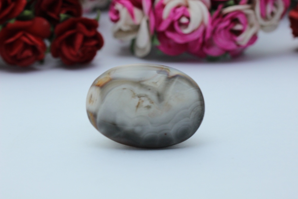 ฟอลซิลหอย