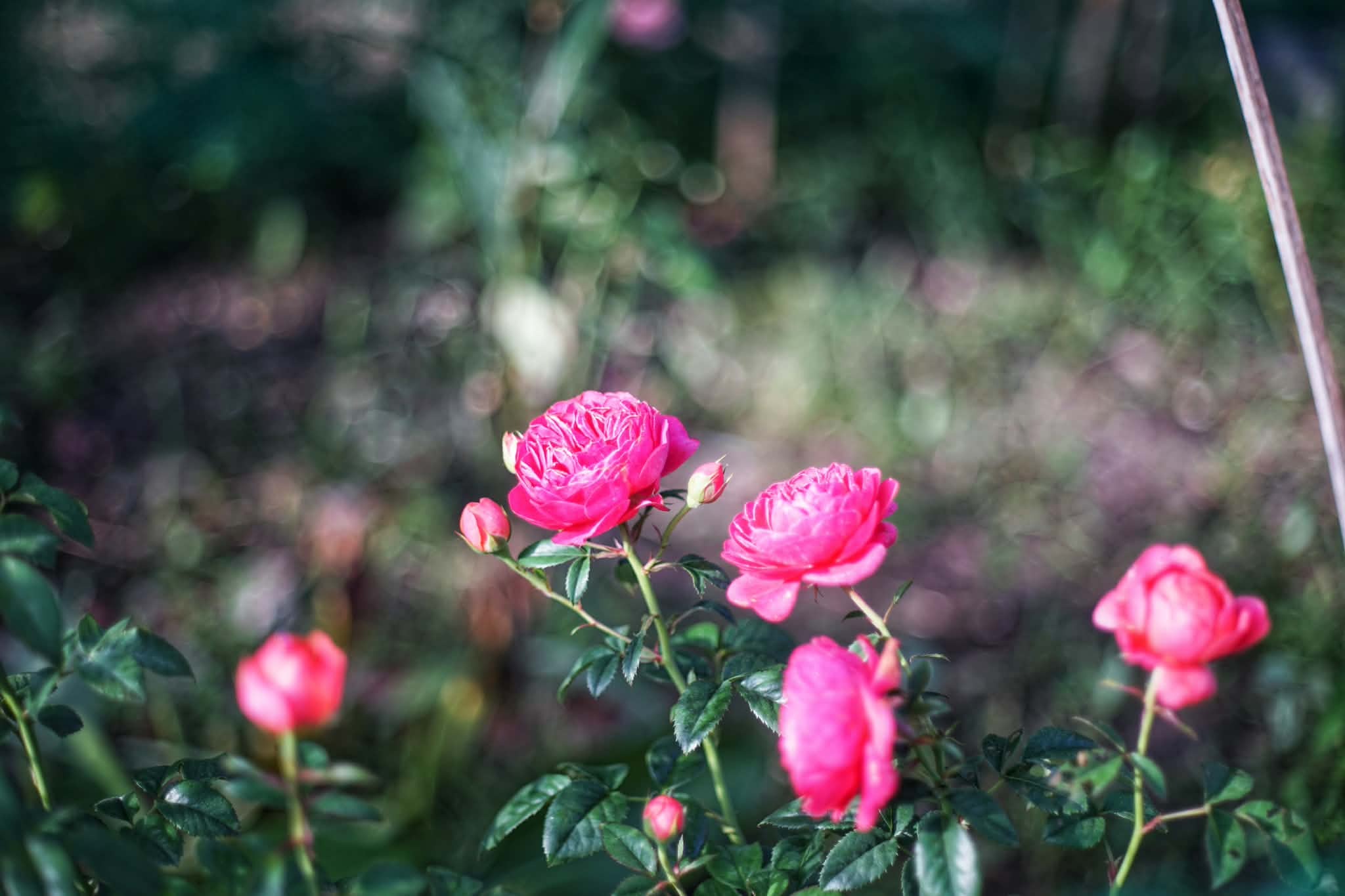 CANON LENS EX 50MM.F1.8 MODIFIED M39 MOUNT