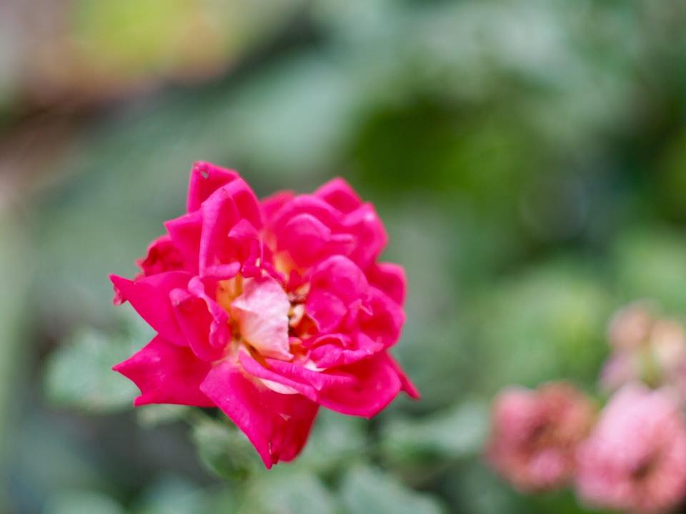 MINOLTA AUTO ROKKOR-PF 58MM. F1.4 MD MOUNT