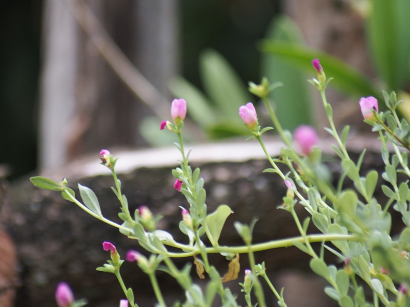 SIGMA 70-300MM.F4-5.6 DL MACRO CANON EF MOUNT