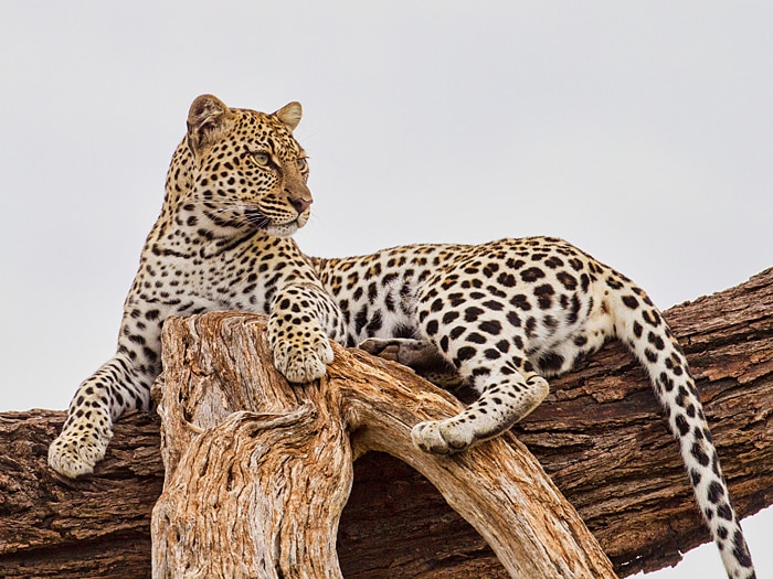 CASIO G-SHOCK นาฬิกาข้อมือ นาฬิกากันน้ำ นาฬิกาของแท้ ประกันศูนย์ CMG 1 ปี รุ่น GG-1000WLP-1A นาฬิกาสีดำ