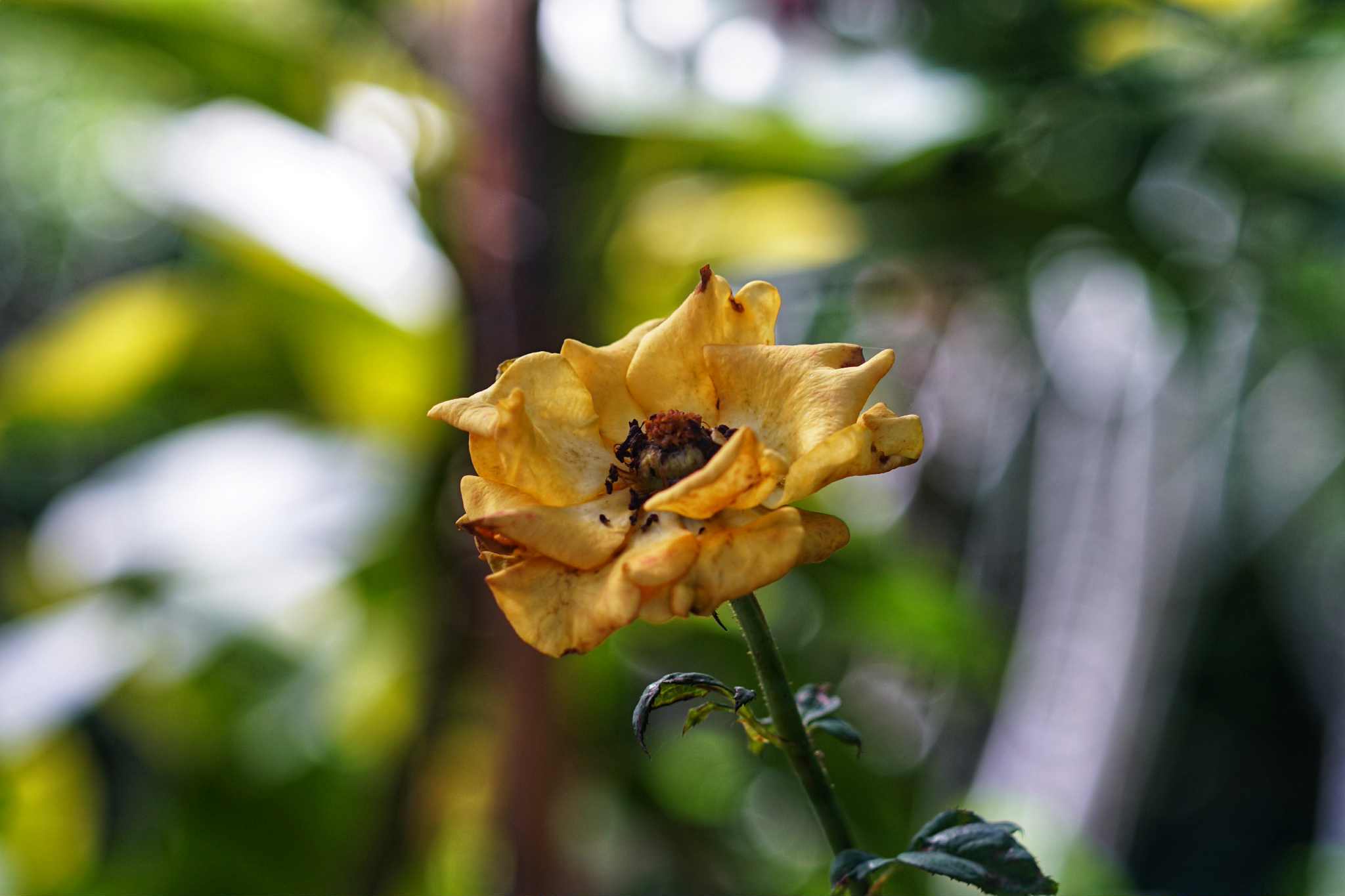 ERNST LEITZ GMBH WETZLAR ELMAR 90MM.F4 LEICA M MOUNT