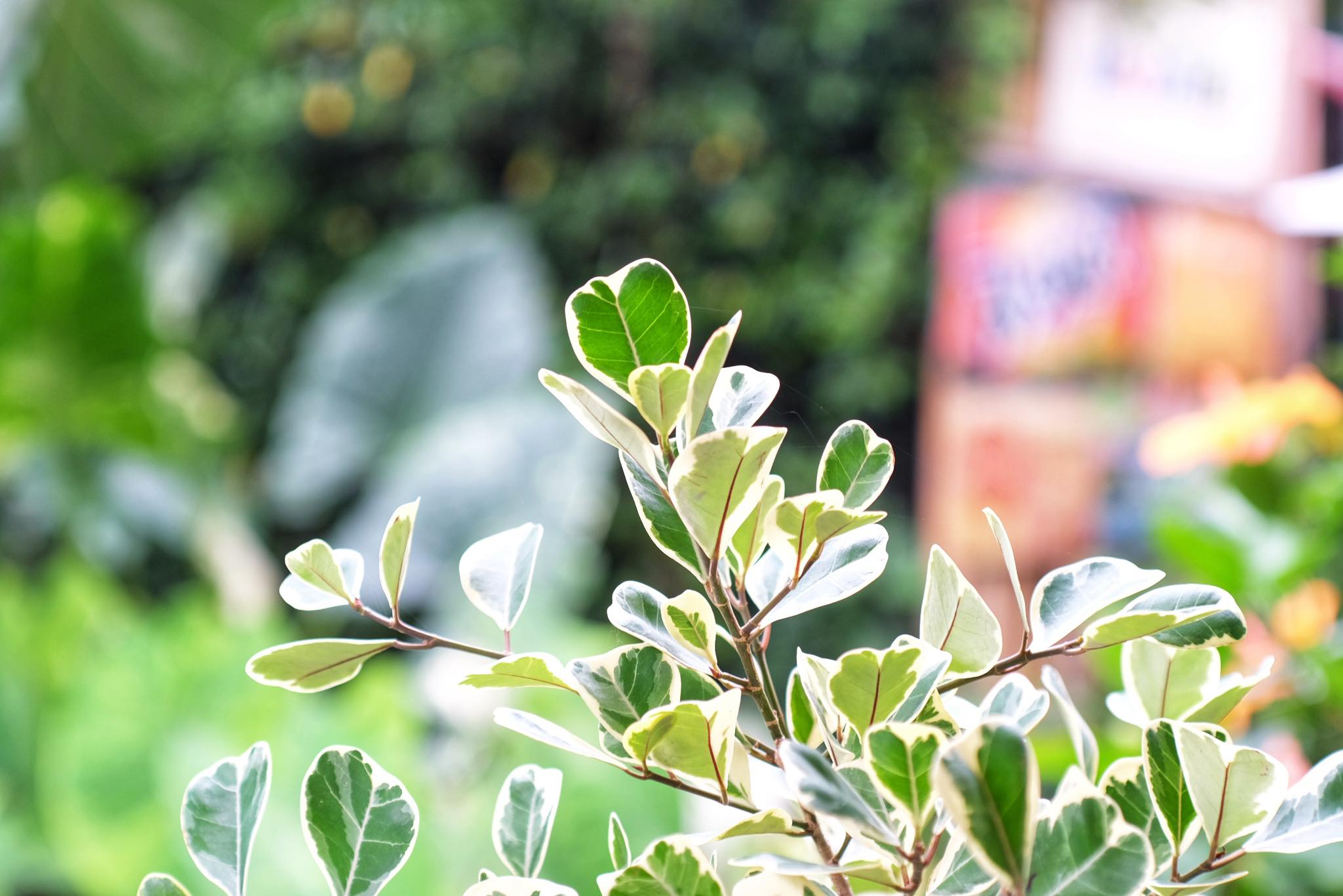 CANON LENS FD 50MM.F1.8 S.C FD MOUNT