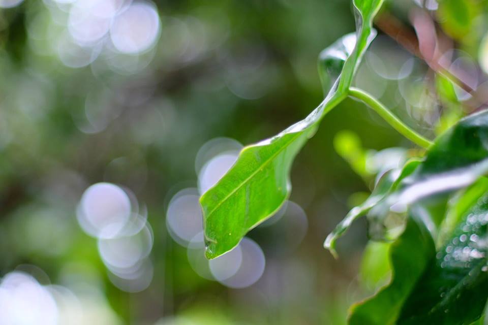 SMC PENTAX-M 50MM.F1.4 PK MOUNT