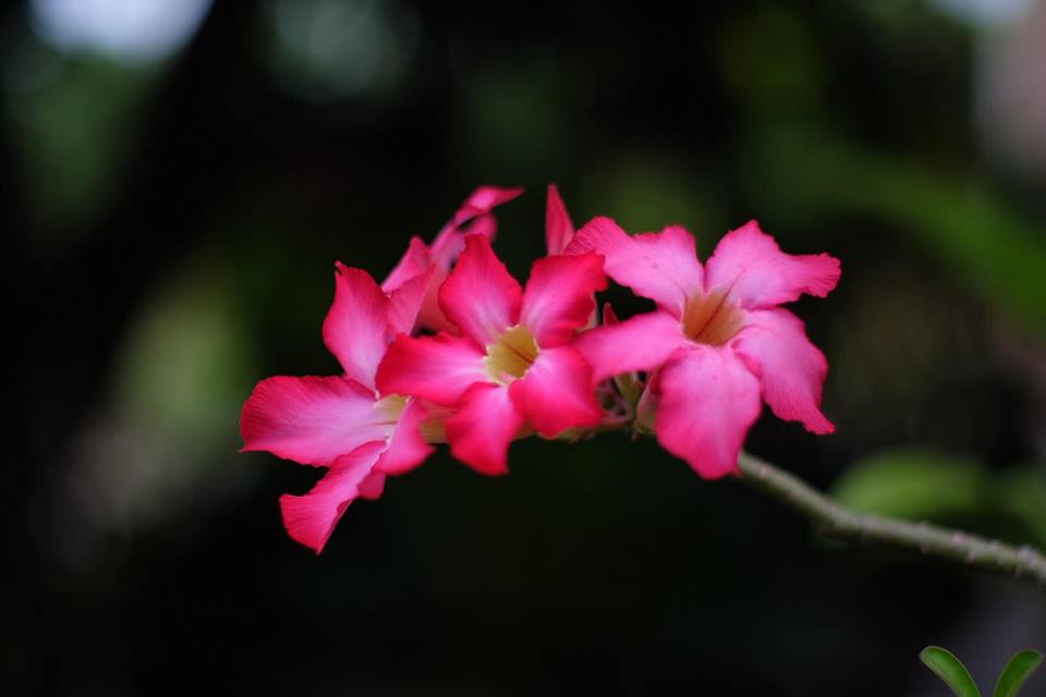 SMC PENTAX-M 50MM.F1.4 PK MOUNT