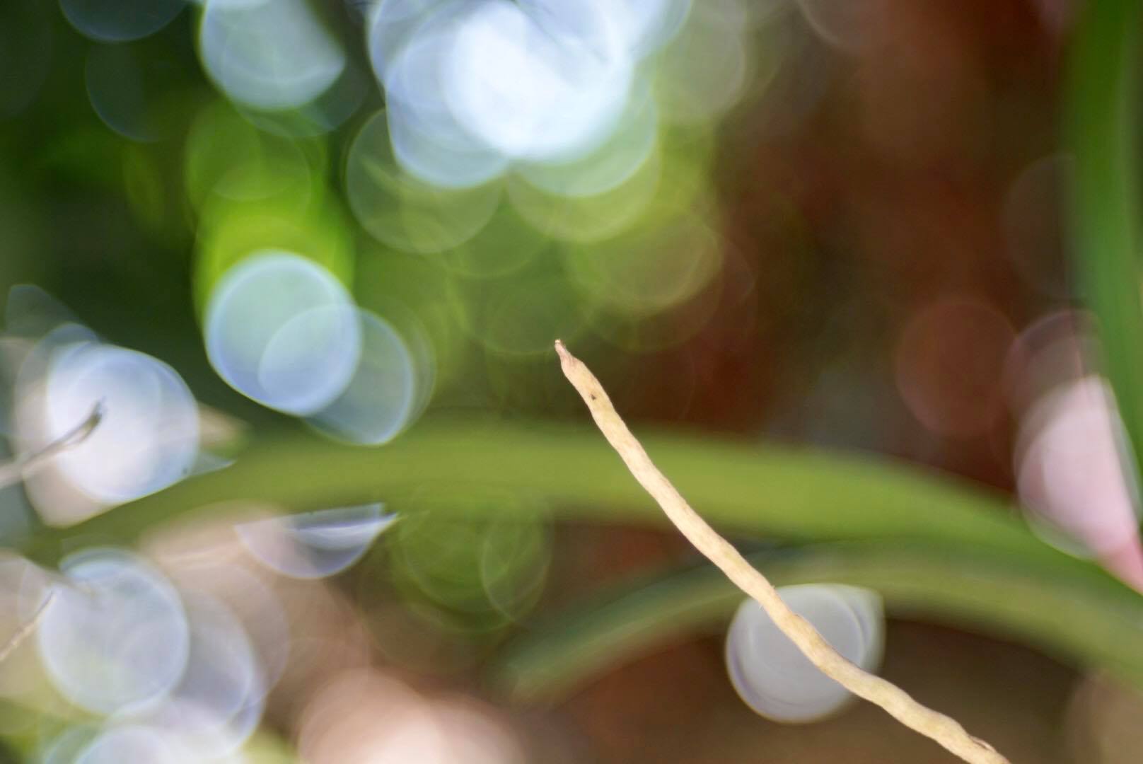 ISCO-GOTTINGEN PROJAR 85MM.F2.8 M42 MOUNT