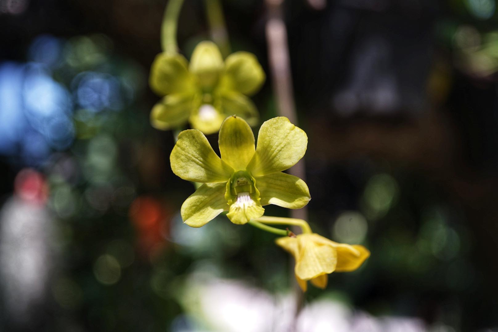 NIKON EL-NIKKOR 50MM.F4 MODIFIED SONY E MOUNT