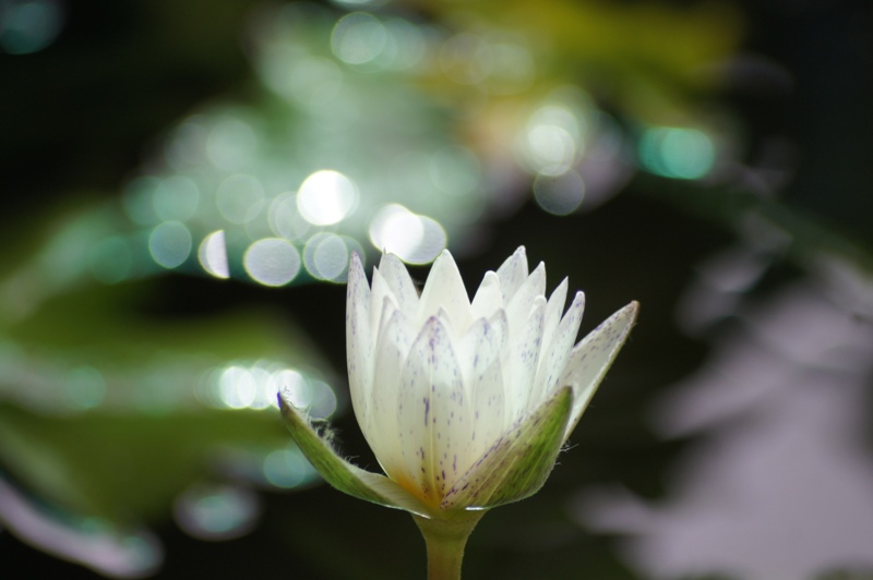 SIGMA 70-300MM.F4-5.6 DL MACRO SUPER PK(AF) MOUNT