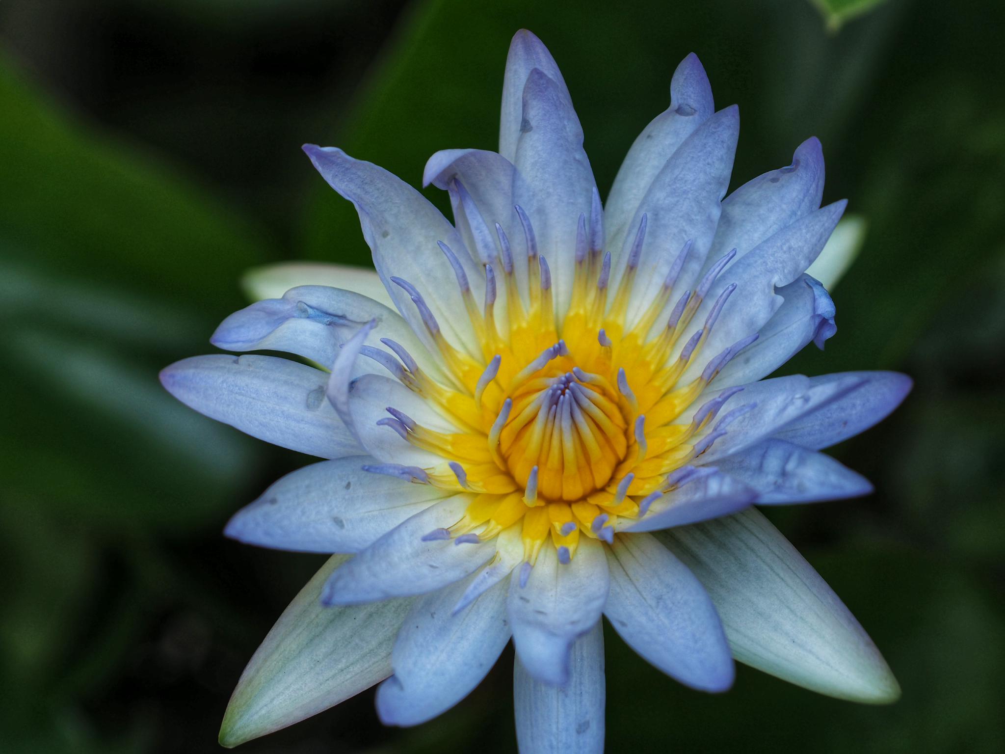 NIKON MICRO-NIKKOR 55MM.F3.5 AI MOUNT