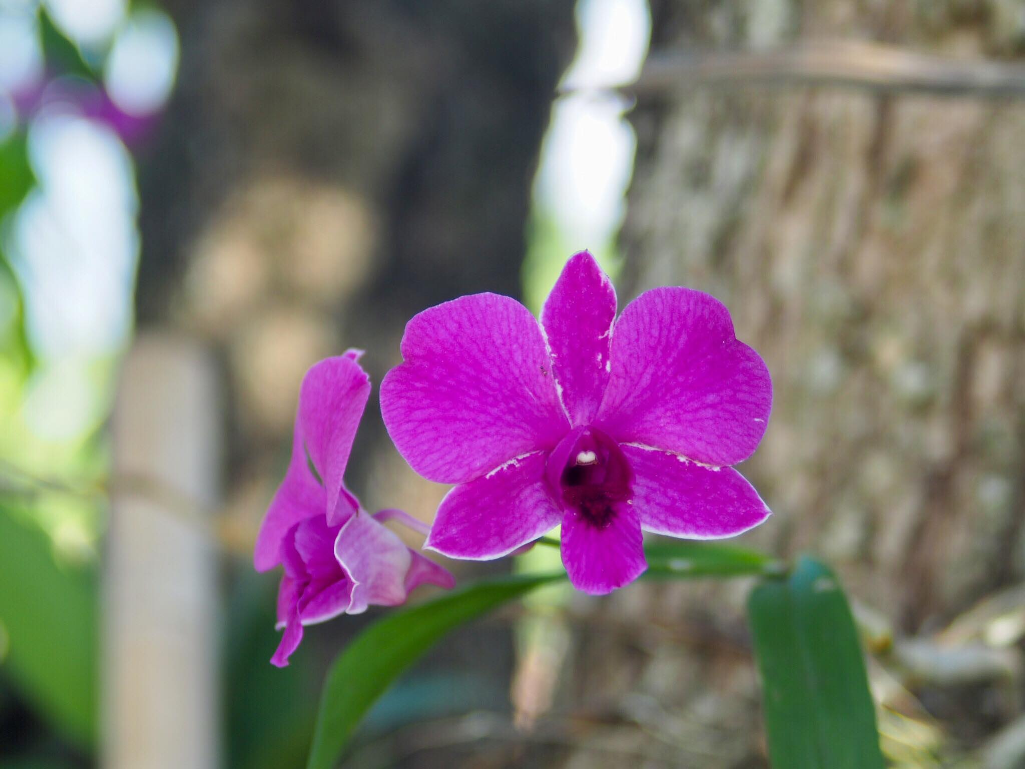 NIKON ZOOM-NIKKOR 35-70MM.F3.5-4.8 AIS MOUNT