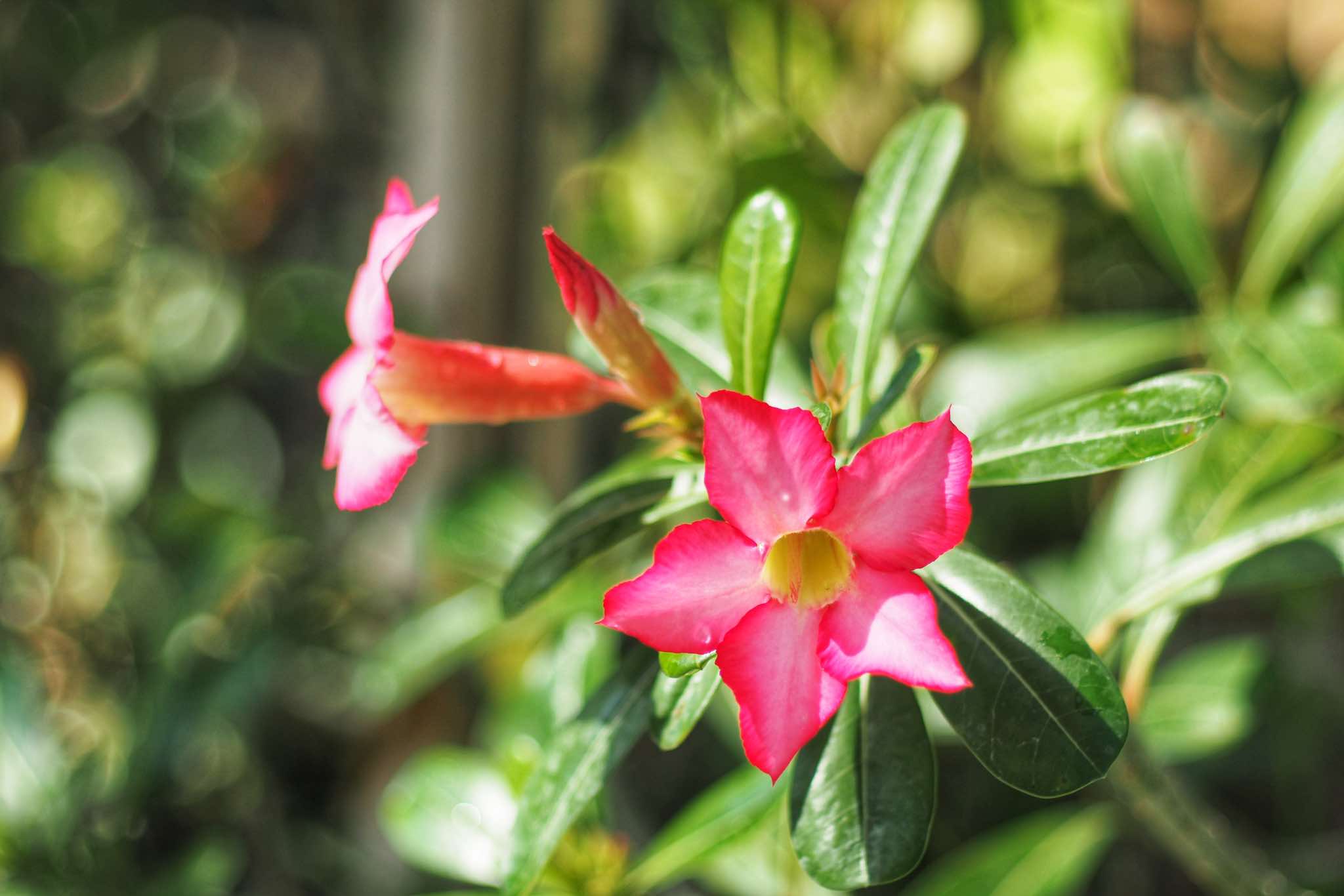 CANON LENS FD 50MM.F2 FD MOUNT