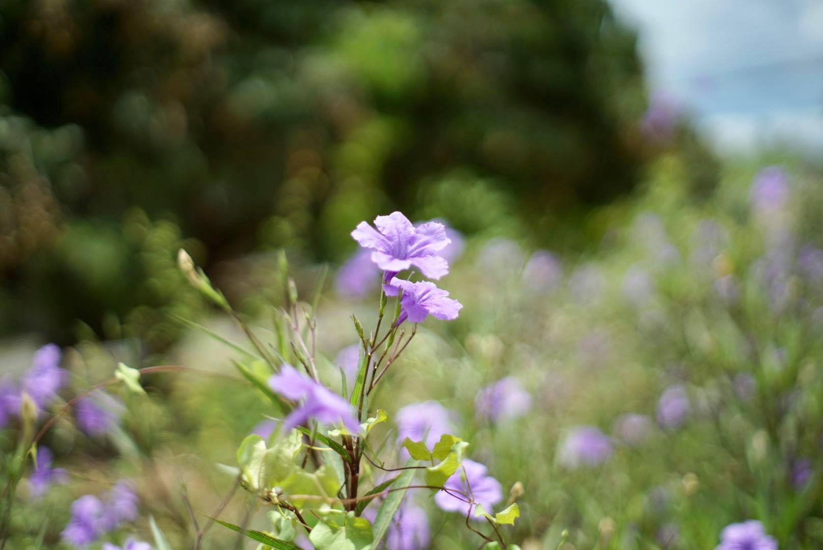 SUPER TAKUMAR 55MM.F1.8 M42 MOUNT