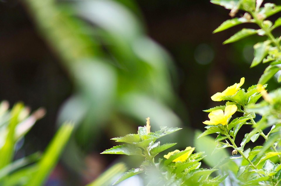 SUN HI TELE ZOOM LENS 85-210MM.F4.8 MD MOUNT