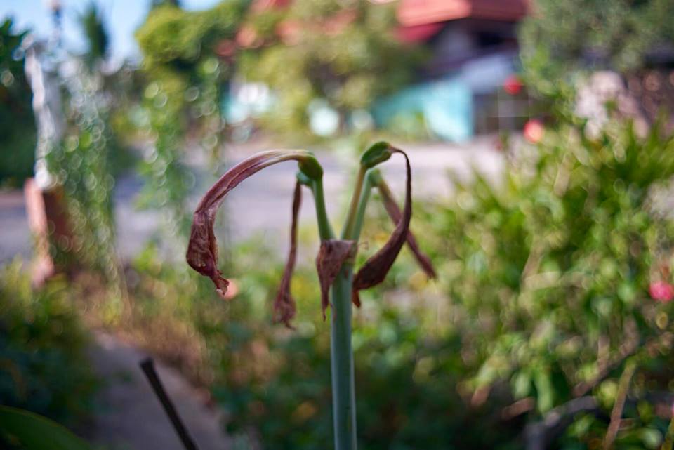PENTACON 30MM.F3.5 M42 MOUNT